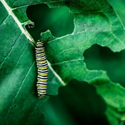 Tratamientos fitosanitarios para plantas y árboles en Madrid